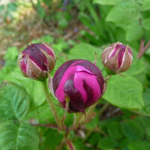 Rosa Cardinal de Richelieu - fialová - gallica ruža